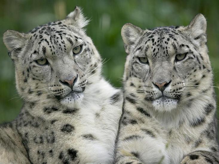 tygrysy lwy itp - snow leopard pair1.jpg