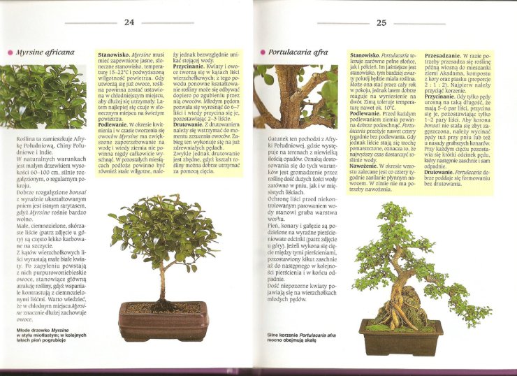 Bonsai z roślin pokojowych1 - skanuj0014.jpg