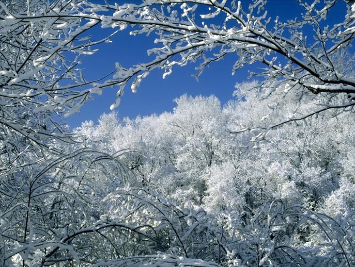 zima - Snow-Covered Trees, Percy Warner.jpg