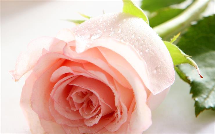 Zdjęcia - Wallcate.com - Beautiful Rose Flower Wallpaper 16.jpg