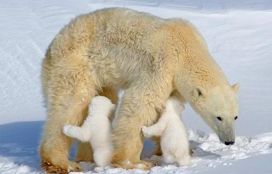 Matczyna Miłość - Polar-Bear-Family-5.jpg