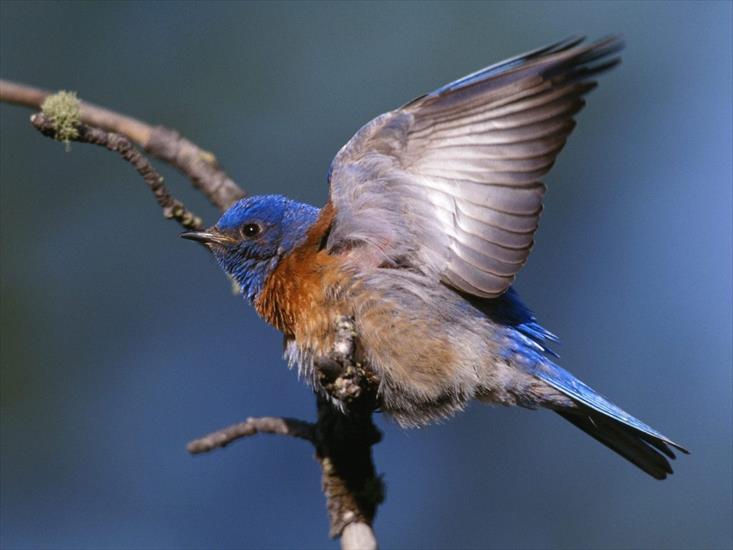 -BIRDS - Western Bluebird.jpg