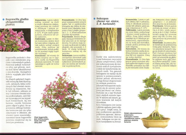 Bonsai z roślin pokojowych1 - skanuj0016.jpg